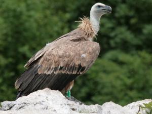 PROGETTO GRIFONE A CORNINO